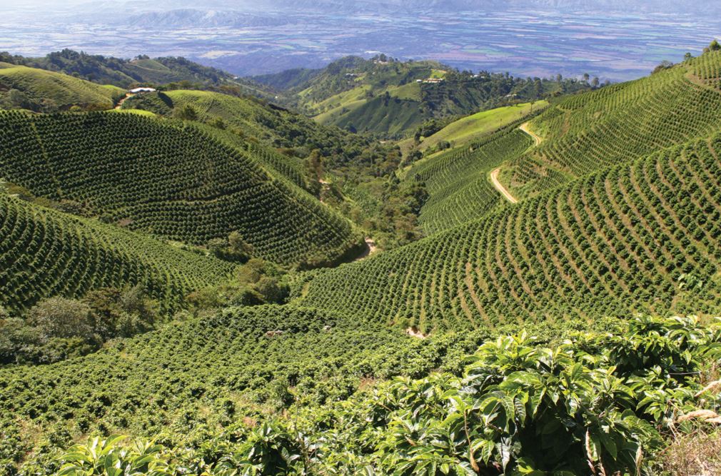 المناخ والزراعة حبوب قهوة بيرو
